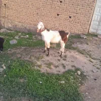 بز نر
