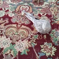 عروس هلندی نر