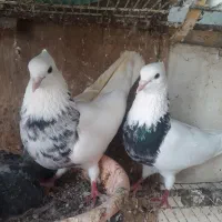 کبوتر و  مرغ عشق
