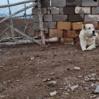 سگ گله ای فروشی|سگ|کوهبنان, |دیوار