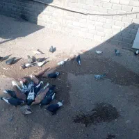 پرنده|پرنده|یزدان شهر, |دیوار