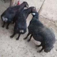 گوسفند جوان بره ماده پنج ارس