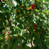 باغ شهرشقایق|فروش زمین و ملک کلنگی|زنجان, |دیوار