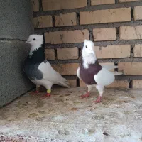 نرو ماده طوقی