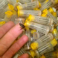 فروش ملکه زنبور f1باکره کارنیکا