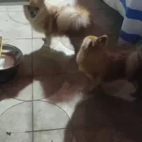 سگ پامر روباهی اصل|سگ|آبپخش, |دیوار