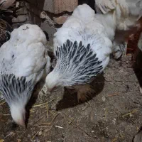 مرغ و خروس برهما لایت|حیوانات مزرعه|رستمکلا, |دیوار