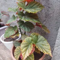 گل عروسی بزرگ وزیبا