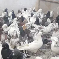 کبوتر تهرانی وغیره