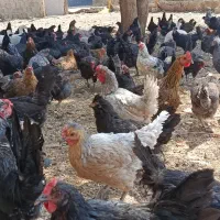 سلام تعدادی مرغ محلی بالغ نه ماهه تخم گذار فروشی|حیوانات مزرعه|شیراز, حومه شیراز|دیوار