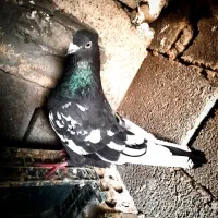 جفت سینه‌ ای|پرنده|مسجد سلیمان, |دیوار