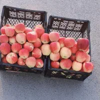سیب شیرین و تازه بروجرد کیلوی و سبدی در خدمتم