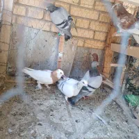 کبوتر|پرنده|ابرکوه, |دیوار