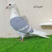 دوکت آبی کاکلی