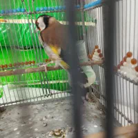 سهره|پرنده|تبریز, |دیوار