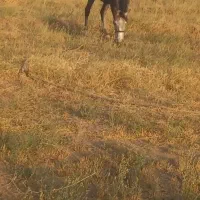 مادیان ۵ساله نژاد کرد یورقه|اسب و تجهیزات اسب‌سواری|قزوین, |دیوار