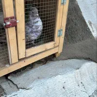 کشکله سیاگمشده