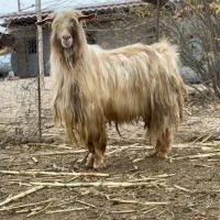 بزغاله نر|حیوانات مزرعه|اردبیل, |دیوار