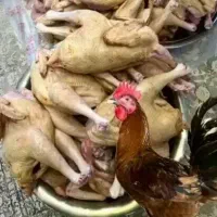 خروس محلی
