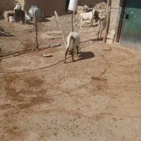 گوساله ماده|حیوانات مزرعه|کوهدشت, |دیوار