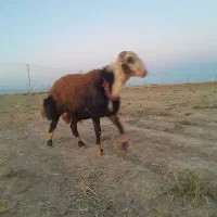 بره قوچی