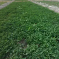 سبزی خورشتی با بهترین کیفیت