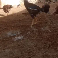 خروس لاری