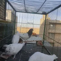 کفتر گرفتنی