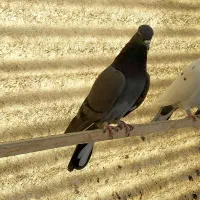 کفتر پرشی|پرنده|ری, دولت‌آباد|دیوار