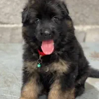 سگ فروشی ژرمن شولان