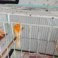 پرنده قناری