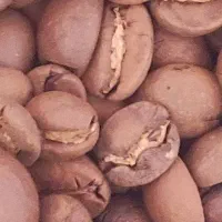 پخش دان قهوه