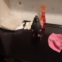 قره کوینح مایا بیز کاکیل قطلی