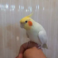 عروس هلندی نر بالغ دستی