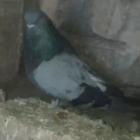 کبوتر کفتر|پرنده|بستان آباد, |دیوار