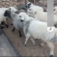 فروش ۴۰راس شیشک