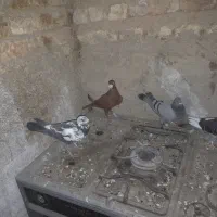 4 عدد کفتر 3 نر یک ماده 4تاش 900|پرنده|مرودشت, نقش رستم|دیوار