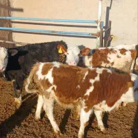 گوساله سیمینتال