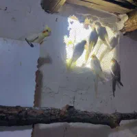 عروس هلندی|پرنده|دامغان, |دیوار