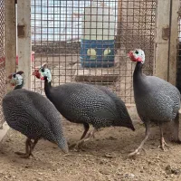 مرغ شاخدار مصری