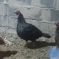 فروش فوری قوغاز وبوقلمون خروس لهستانی وسگ نر|حیوانات مزرعه|قنوات, |دیوار