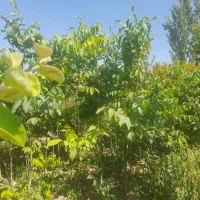 نهال گرده ۳ساله