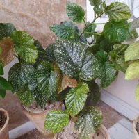 گل‌ وگیاه آپارتمانی