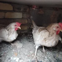 دو عدد مرغ کارخانه ای تخم گذار