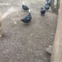 فروش اردک