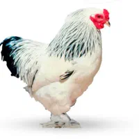 تخم‌مرغ نطفه دار برهما