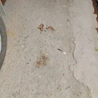 ۳۰۰مترزمین حراج اسماعیل اید