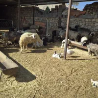 60راس میش جوان داشتی|حیوانات مزرعه|دهدشت, |دیوار