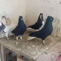 طوقی زیل دم سفید درشت ۲عددخوشرنگ سیاه پرنده