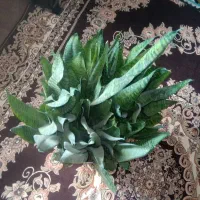 گل سانسوریا|گل و گیاه طبیعی|ضیاء آباد, |دیوار